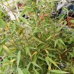Phyllostachys aurea 叶