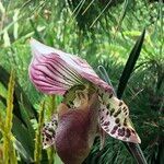 Paphiopedilum spp. Kwiat