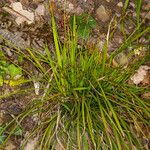 Carex digitata Blatt