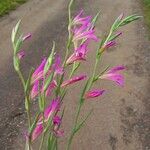 Gladiolus palustris Blüte