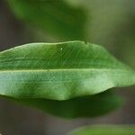 Agarista salicifolia Hoja