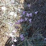 Marcus-kochia littorea Flower