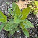 Stachys affinisLeaf