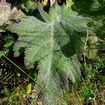 Salvia aethiopis Leaf