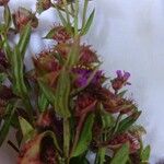 Ammannia senegalensis Flower
