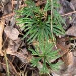 Lycopodium digitatum Lehti