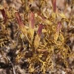 Tagetes multiflora फूल