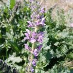 Salvia verbenaca Kvet