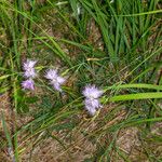 Dianthus sternbergii Leaf