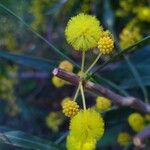 Acacia saligna फूल