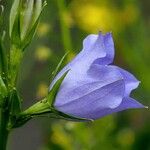 Campanula persicifolia Fiore