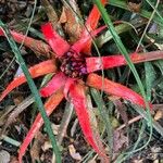 Aechmea recurvata Folha