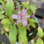 Tricyrtis hirta Цвят