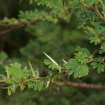 Vachellia tortuosa Other