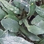 Strobilanthes sinuata Folio