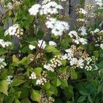 Ageratina adenophora 花