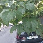 Acer cissifolium Folha