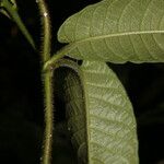 Mandevilla hirsuta Lubje