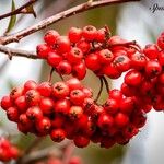 Sorbus aucuparia Kwiat