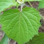 Physalis pruinosa Hoja