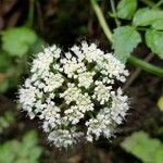 Oenanthe sarmentosa Flower
