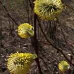 Salix caprea Flower