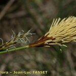 Carex brevicollis Çiçek