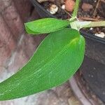 Commelina communis Blad