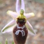 Ophrys arachnitiformis മറ്റ്