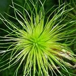 Pulsatilla vulgaris Fruit