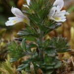 Euphrasia tetraquetra आदत