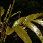 Alfaroa guanacastensis Flower