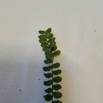 Asplenium trichomanesFulla