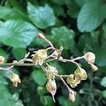 Heuchera americana 果實