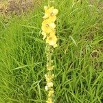 Verbascum virgatumBloem