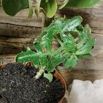 Kalanchoe laciniataFolha