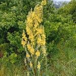 Verbascum lychnitisFlower