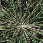 Diplachne fusca Libunga