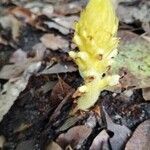 Orobanche flava Flower