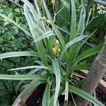 Hypoxis hirsuta Habitus