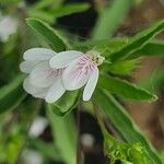 Justicia calyculata 花