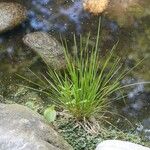 Carex paniculata Lehti