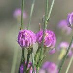 Polygala longicaulis Kvet