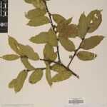 Ilex dipyrena Other