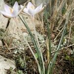 Crocus cambessedesii Характер