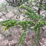 Acacia paradoxa Leaf
