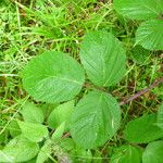 Rubus nigricans ᱮᱴᱟᱜ