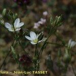 Minuartia setacea Flor