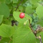 Viburnum betulifolium Vrucht