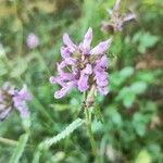 Betonica officinalisFlower